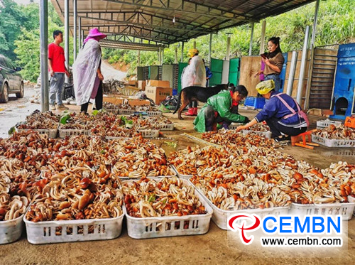 CEMBN Agrocybe cylindracea cultivated under forest FlLOURISH 2