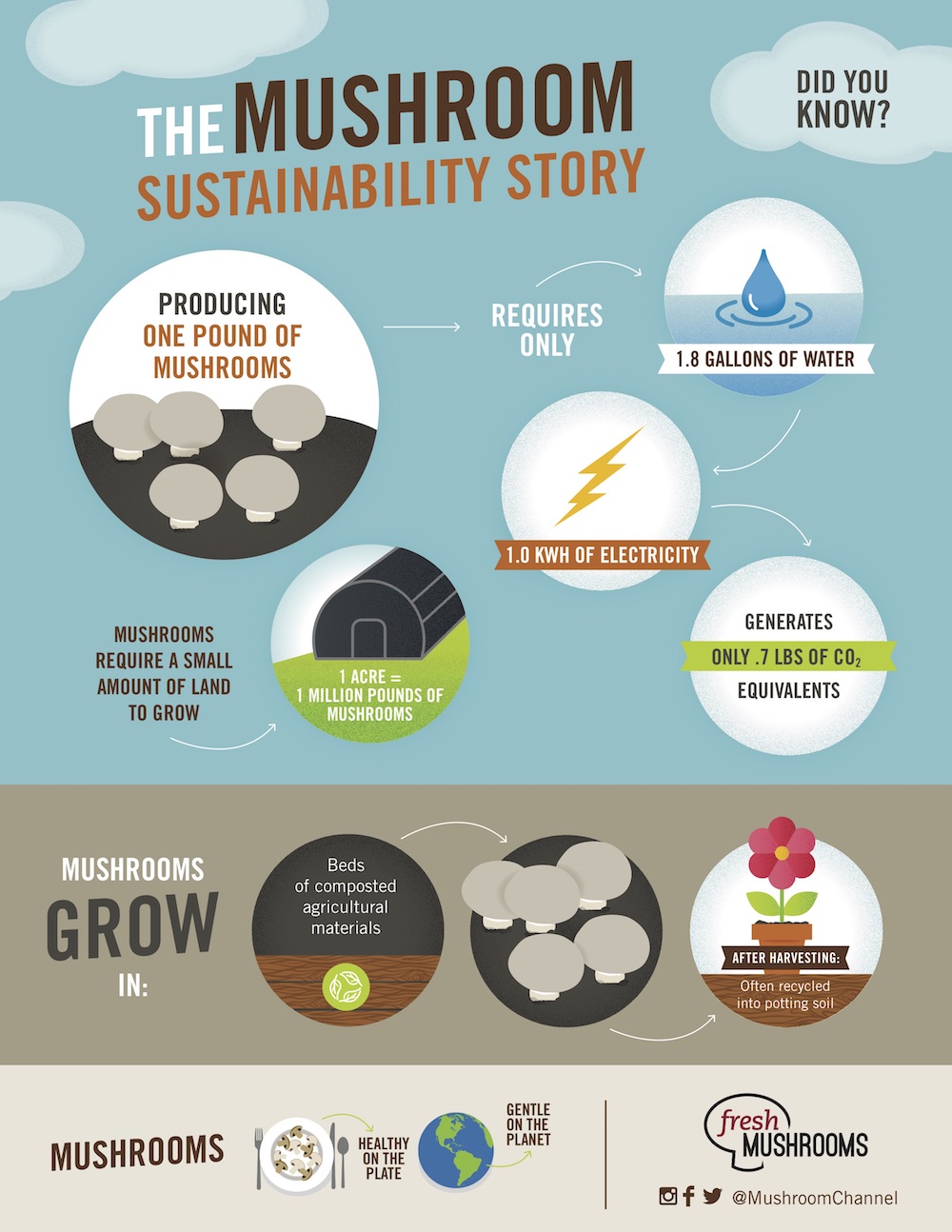 Global news The Mushroom Sustainability Story Infographic