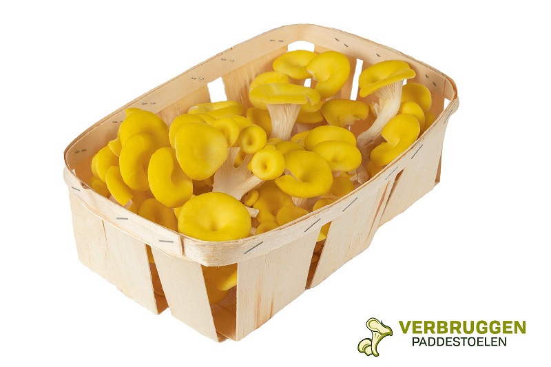 Verbruggen yellow oyster mushrooms