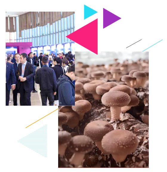 International Mushroom Days