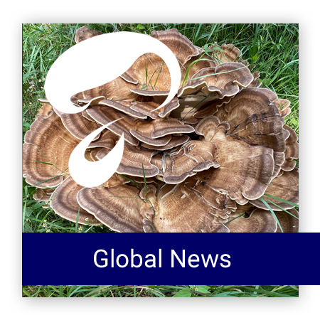 AFB GLOBAL NEWS