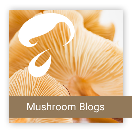 AFB MUSHROOM BLOGS