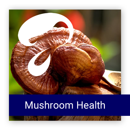 AFB MUSHROOM HEALTH