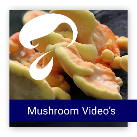 AFB MUSHROOM VIDEO'S