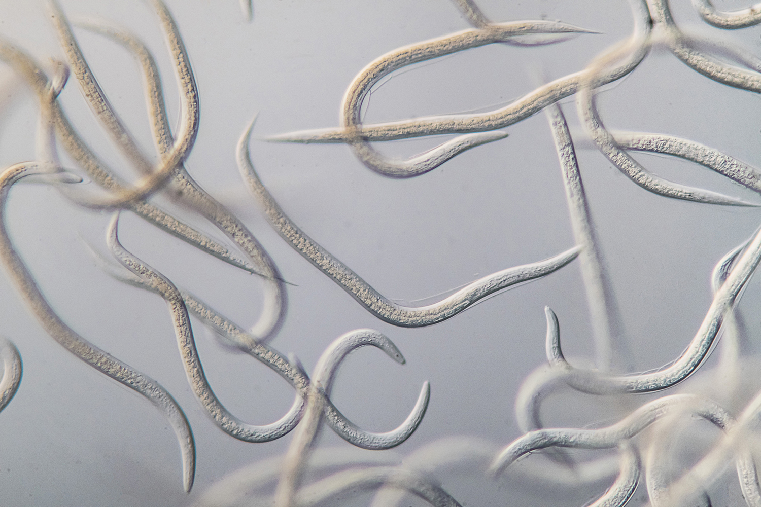 nematoden e nema 