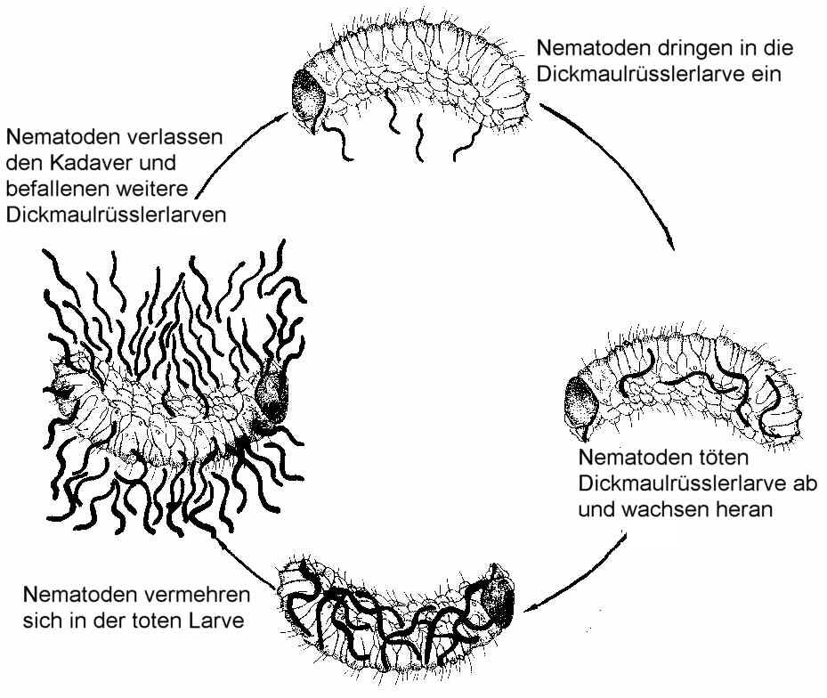 Foto nematoden 2