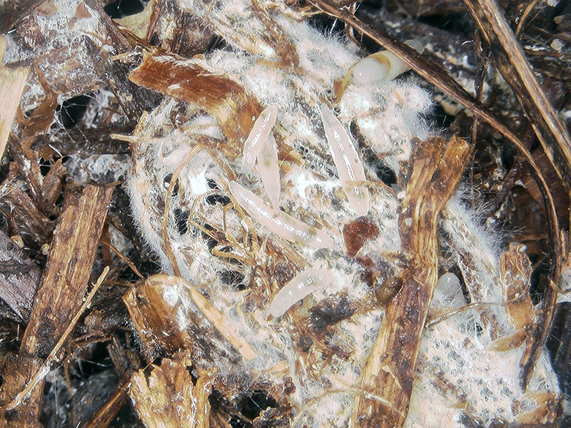 phorid larvae mycelium mushroom nematodes