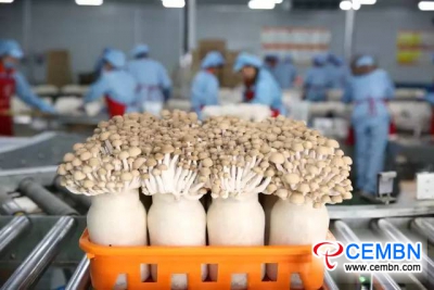 Mushrooms produced in Jiudaogu Company gush into the market of South Africa