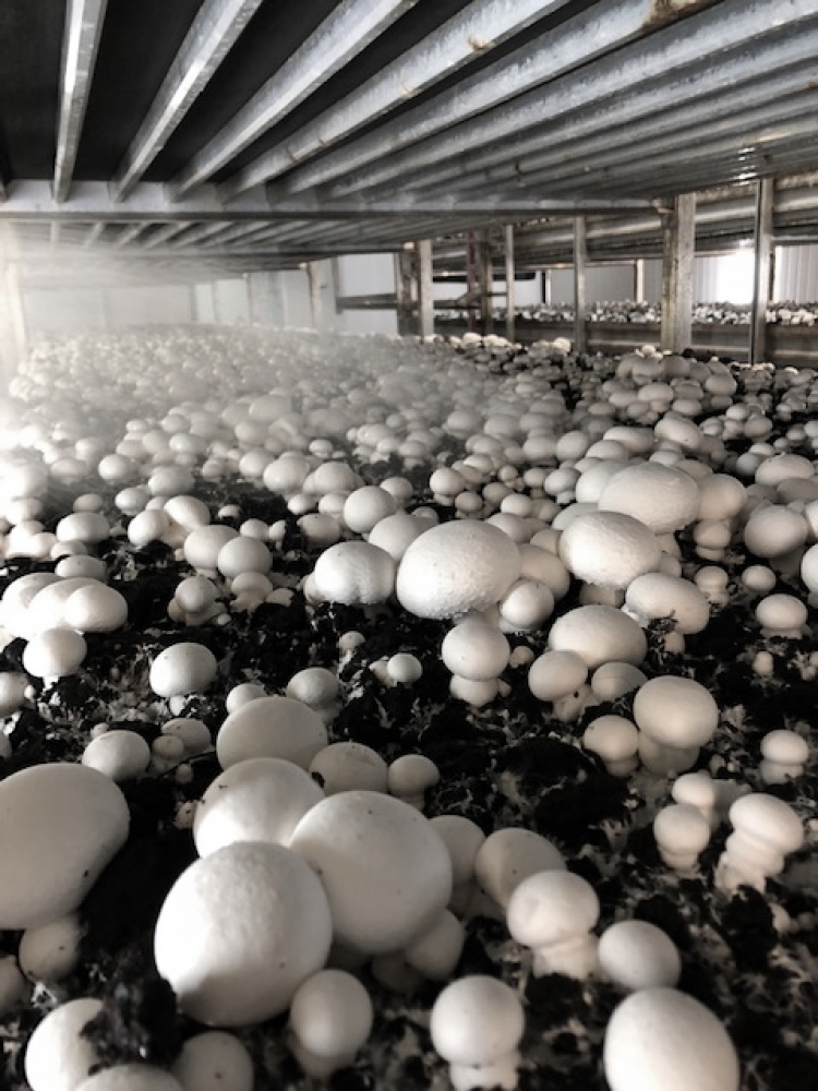 Dry mushrooms with fresh air