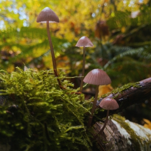 Mushrooms Thrive in the Summertime: A Fascinating Worldwide Journey