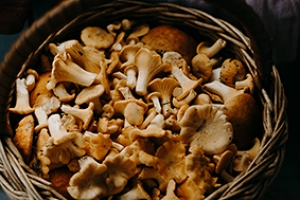 Mushroom Market Get Facts About Business Strategies and Financial Status by 2024
