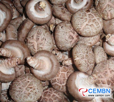 Hubei Province of China: Mushroom export shows 34% of increase from Jan to Oct