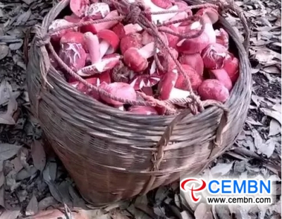 Now it is the picking time of Russula mushroom, and dried form is sold at...