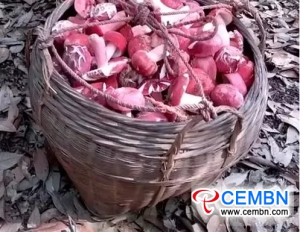 Now it is the picking time of Russula mushroom, and dried form is sold at...