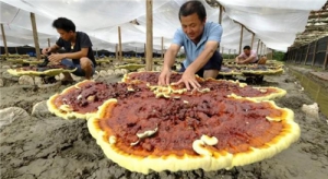 LOOK! Reishi mushrooms cultivated here are so charming and attractive