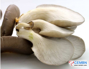 Guangdong Haijixing Market: Analysis of Mushroom Price