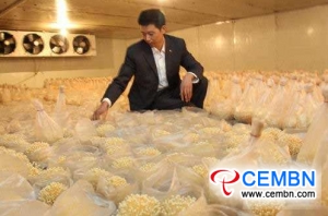 Bud-pressing on industrialized bag-mode Enoki mushroom cultivation
