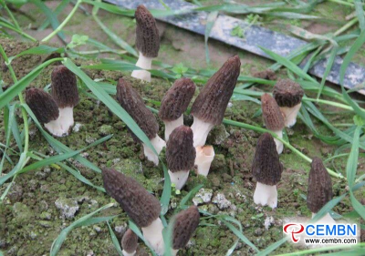 Morel mushroom growing becomes the GOLDEN industy that promotes a rich life