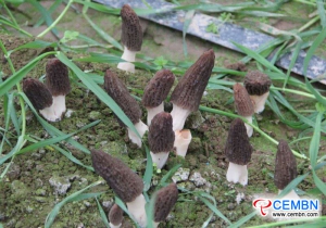 Morel mushroom growing becomes the GOLDEN industy that promotes a rich life