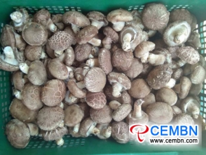 Shiitake products are in short supply in Lingshou County, Hebei Province, China