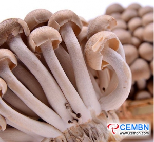 Shanghai Xijiao Market: Analysis of Mushroom Price