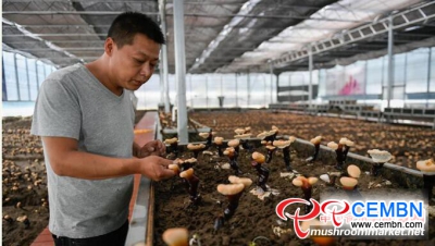 Artificial cultivation of White Reishi mushroom got succeeded in Tibet, China