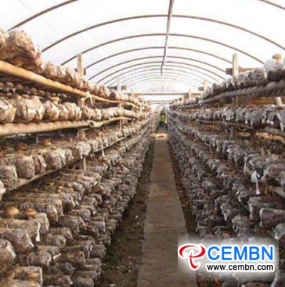 Rural Credit Cooperative boosts poverty alleviation via mushroom industry