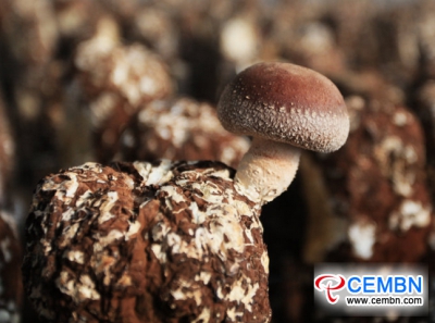 Deep well water contributes to the growth of Shiitake