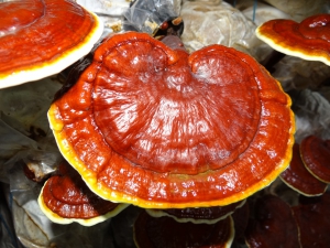 What Is The 'Mushroom Of Immortality'?