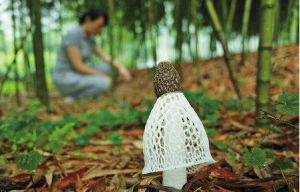Bamboo fungi cultivated under moso bamboo forest create a new wealthy future