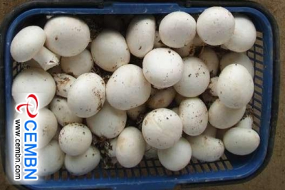 Shandong Huangshan Market: Analysis of Mushroom Price
