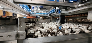 A turning point of Agtech Robotics