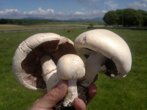 Poland: Mushroom production during pandemic