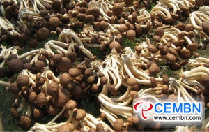Shaanxi Xinqiao Market: Analysis of Mushroom Price