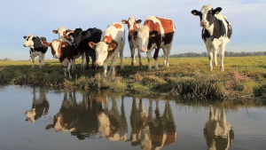 The dutch province Groningen invests in the cultivation of organic Shiitake mushrooms