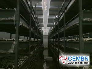 Luanping County pushes the intensive development of mushroom industry