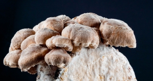 Mushrooms sprout new lease on life in remote woolshed