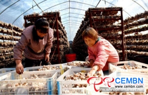 Mushroom growers are greeting the first batch of Shiitake