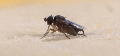 Control of Phorid flies (Megaselia halterata) in mushroom cultivation – the late summer is becoming hotter and longer