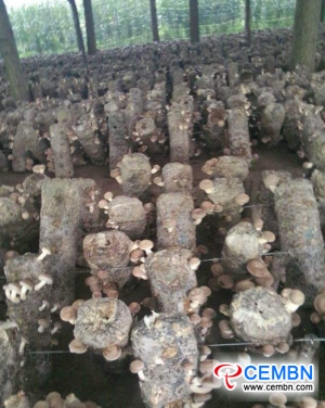 Industrial poverty alleviation of mushroom industry pays off