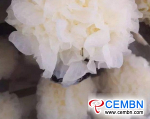 Smart factory yields superior White fungi