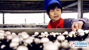 In this county, mushroom industry boosts 660 million CNY of annual output value