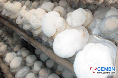 The management during the fruiting period of Monkey head mushroom