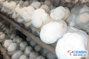 The management during the fruiting period of Monkey head mushroom