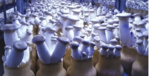 Bottle-mode King oyster mushroom production yields handsome export sales
