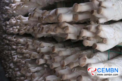 Yunnan Province: New economic pattern is established in mushroom industry
