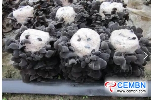Black fungus cultivation carried out by straws realizes environmental and economic value