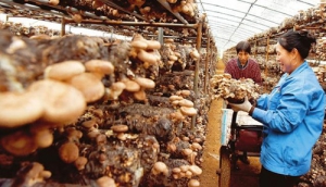 Mushroom growing broadens the prosperous path for farmers