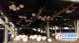 Like hot cakes: Taijiang County daily sells 150kg of mushrooms