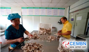 Abalone mushrooms produced in this company are at the retail price of 24 CNY per kg